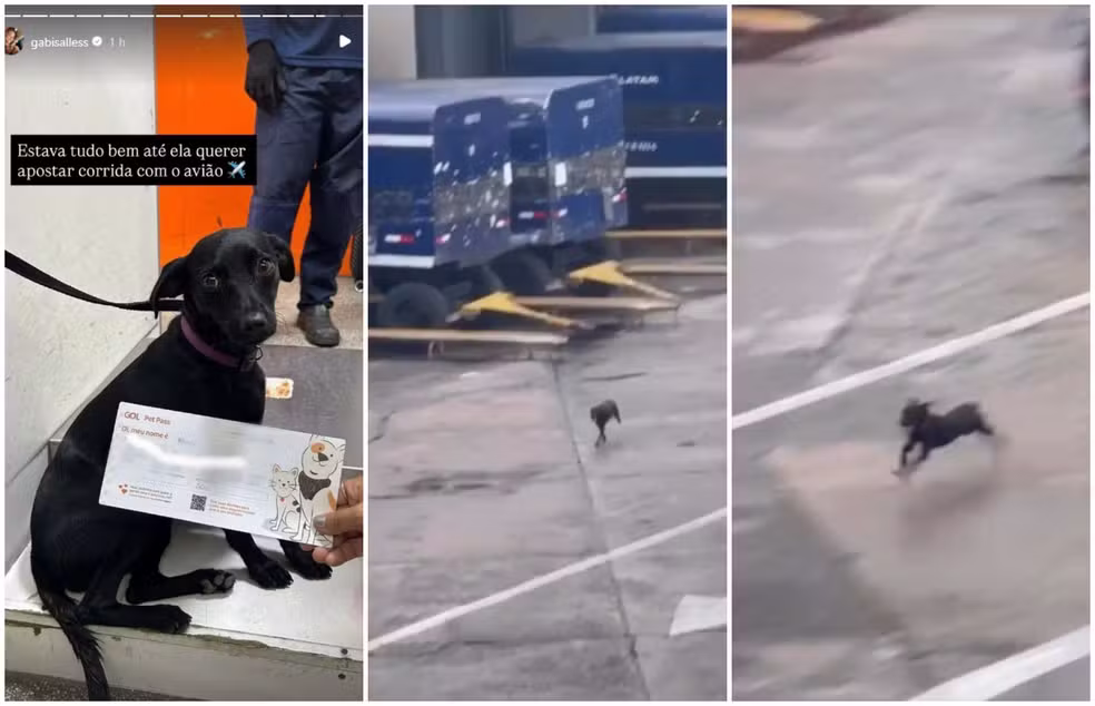 Cachorra foge no Aeroporto de Congonhas e suspende voos por 9 minutos