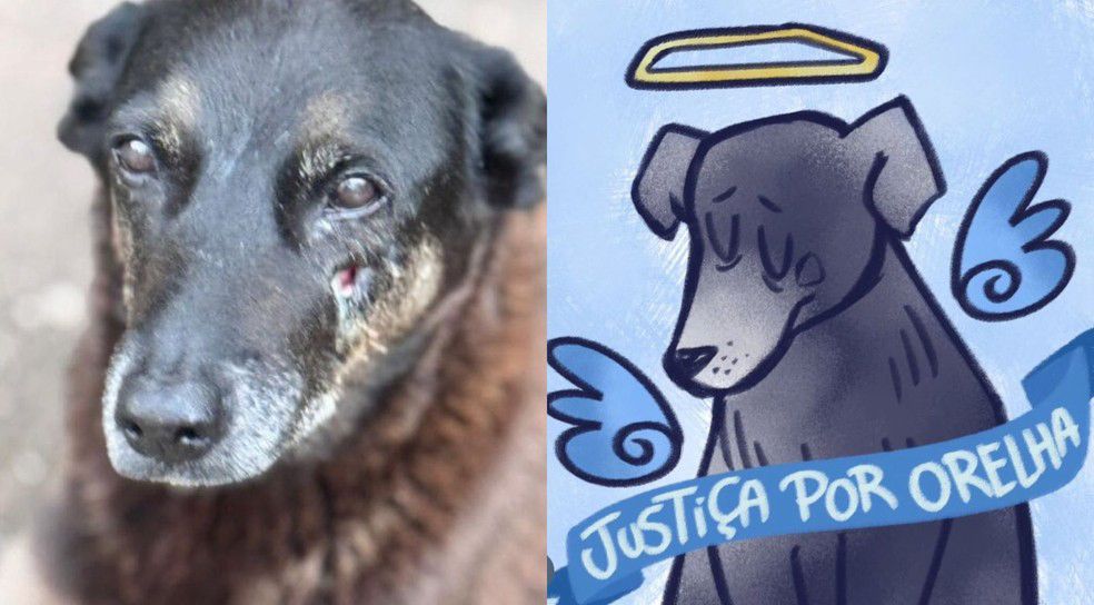 Cão comunitário Orelha é morto após agressões em Florianópolis