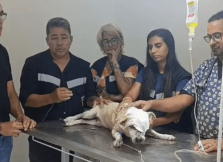 Cachorro é atacado com faca em Aracaju e caso é investigado pela polícia
