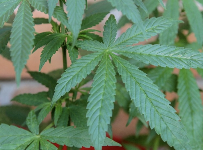 Anvisa autoriza Embrapa a realizar pesquisas com cultivo de cannabis