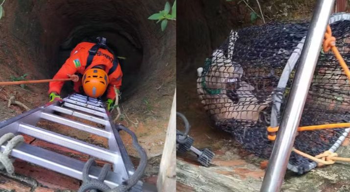 Cachorro é resgatado após cair em cisterna de sete metros em Lagarto