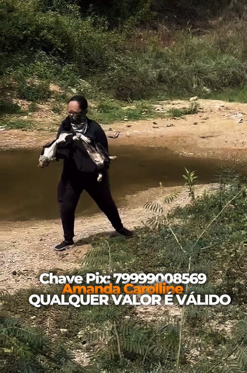 Cachorrinha resgatada em Tobias Barreto precisa da sua ajuda