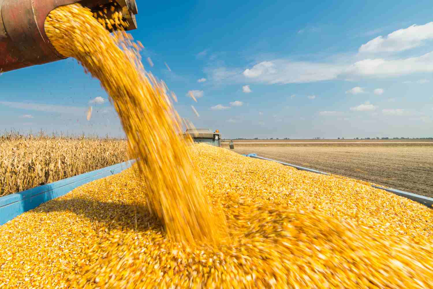 Sergipe aumenta produção de milho em quase 20% nos últimos quatro anos, aponta IBGE
