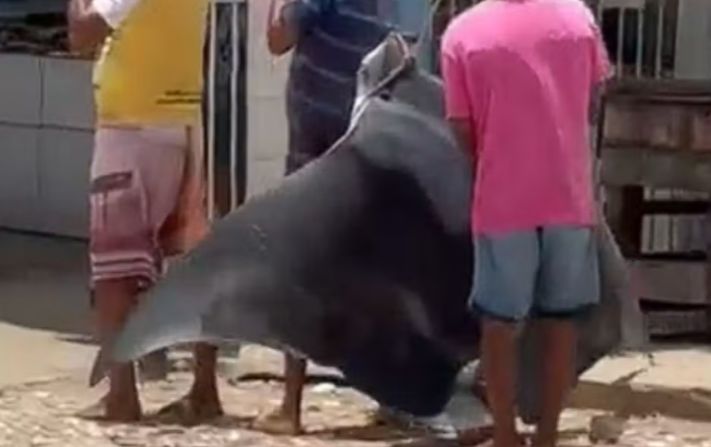 Arraia gigante é encontrada por pescadores em São Cristóvão