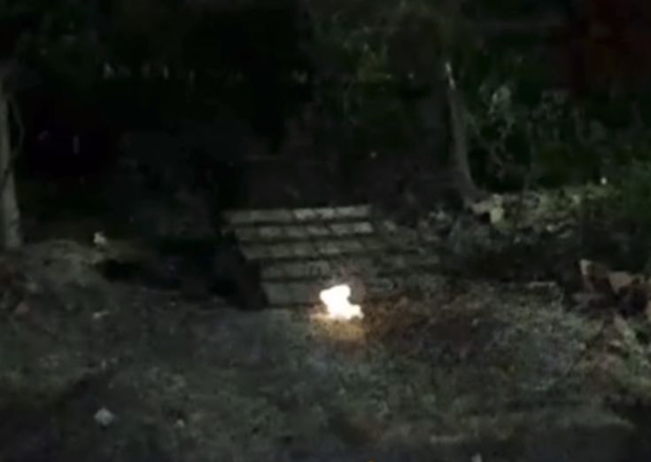 Homem ateia fogo em gato e revolta moradores de Itabaianinha