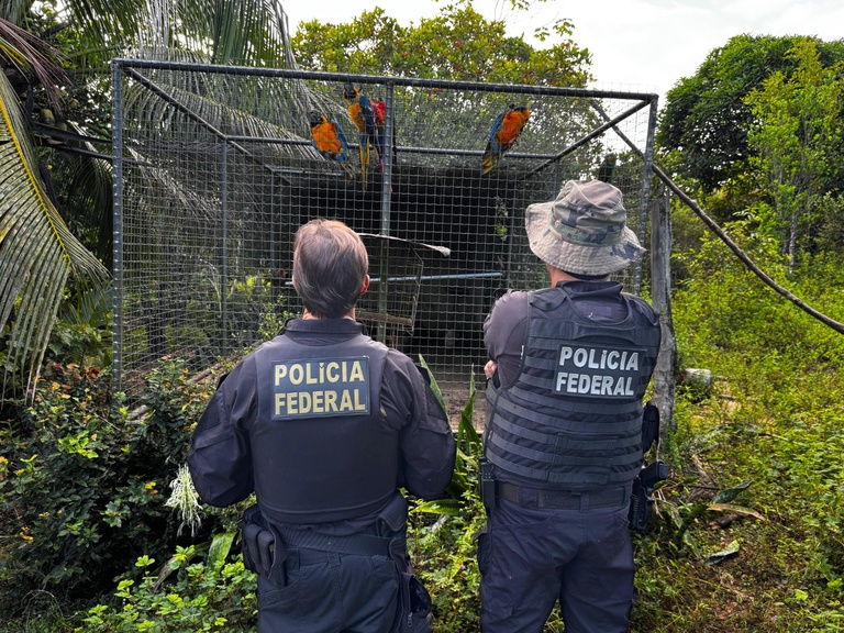 Operação da Polícia Federal combate rede que atuaria no comércio ilegal de animais ameaçados