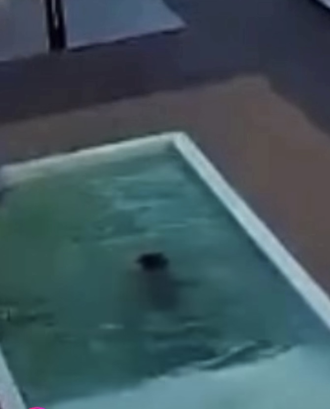 Câmera registra crianças se afogando em piscina e pai consegue salvá-las em Arapiraca