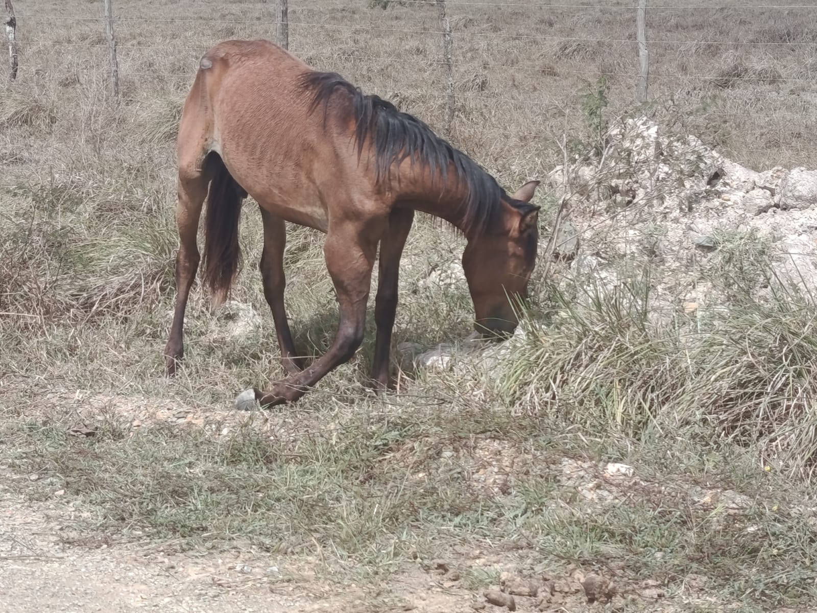Cavalo é encontrado abandonado com perna quebrada no Distrito da Lagoa Redonda