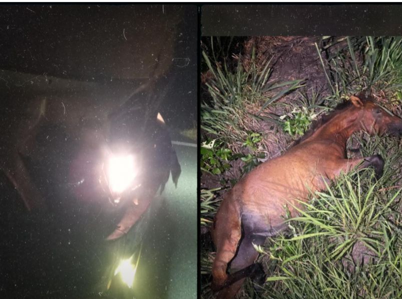 Acidente entre caminhão e cavalo chama atenção para leis e fiscalização de animais soltos