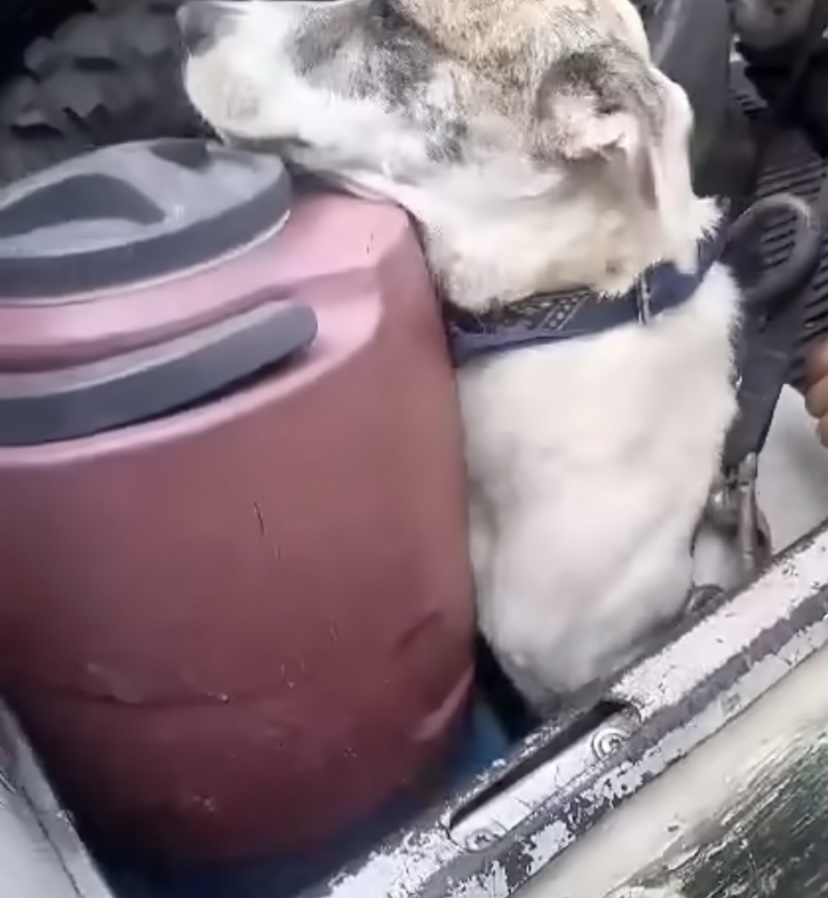 Cachorro Motocross