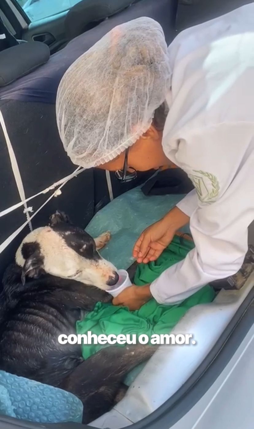 Infelizmente, falece cachorrinha resgatada em Tobias Barreto pela Associação Anjo Protetor