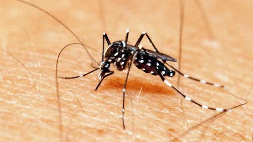 Mais de 30 municípios estão com médio risco para infestação do Aedes aegypti em Sergipe