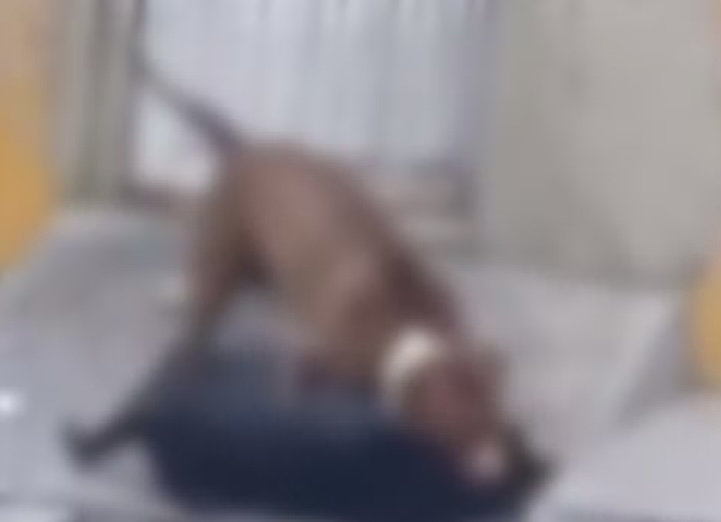Tutor é indiciado após ataque de cão na Zona Sul de Aracaju