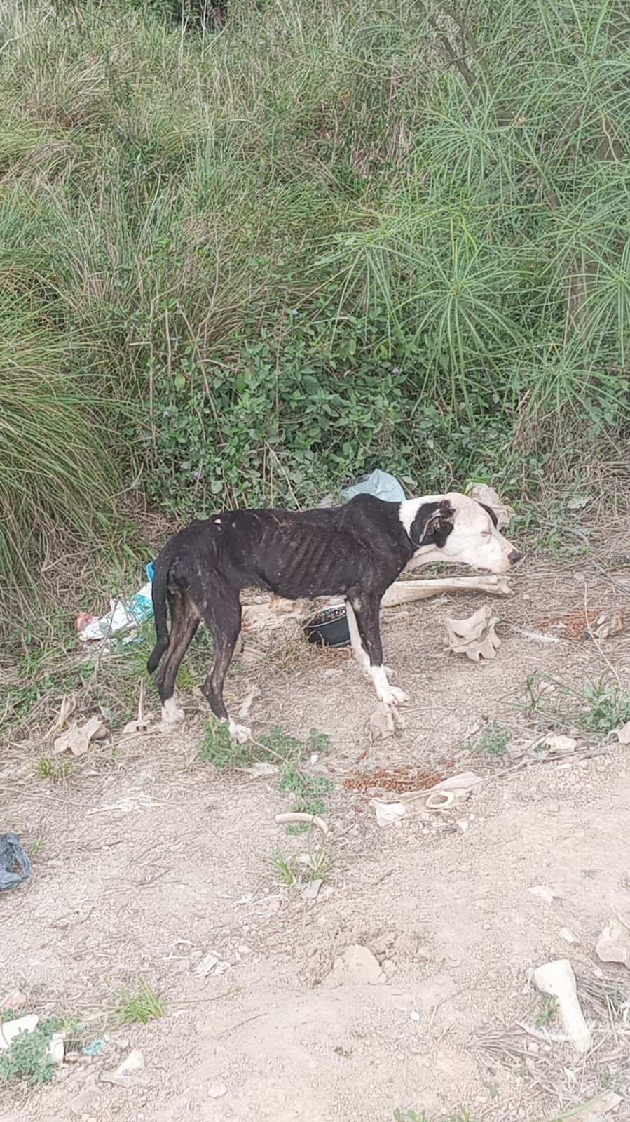Cachorra é encontrada abandonada e desnutrida em Tobias Barreto