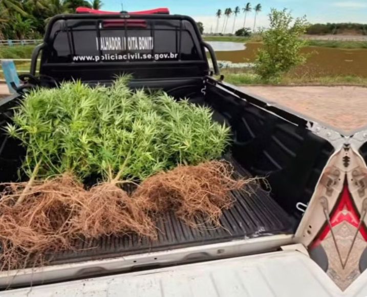 Polícia Civil apreende pés de maconha após denúncia anônima em Moita Bonita