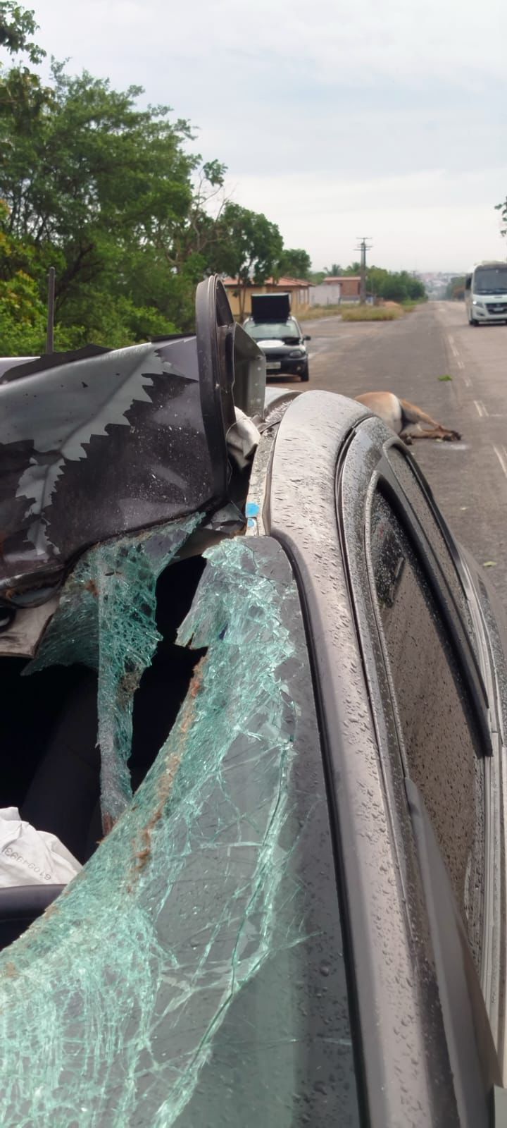Animal solto na BR-349 causa acidente no trecho do Balanção, em Itapicuru